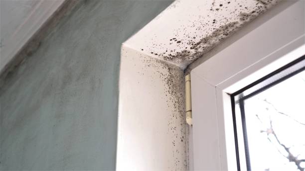Mold Removal Process in Avalon, PA