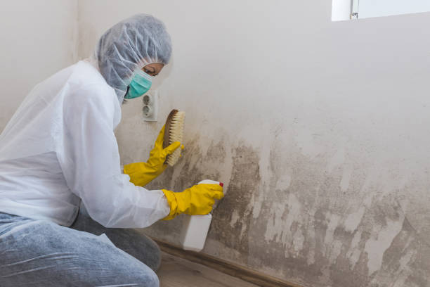 Best Attic Mold Removal  in Avalon, PA
