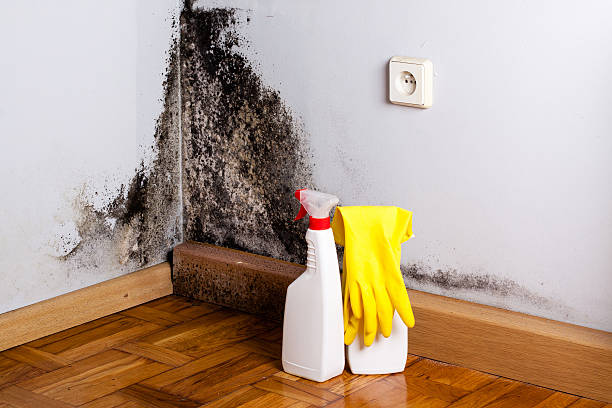 Office Mold Removal Services in Avalon, PA