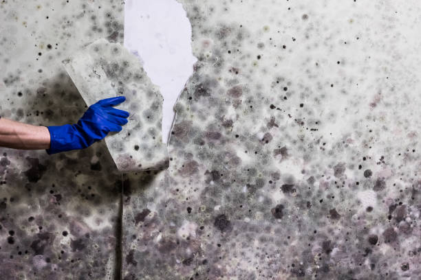 Office Mold Removal Services in Avalon, PA