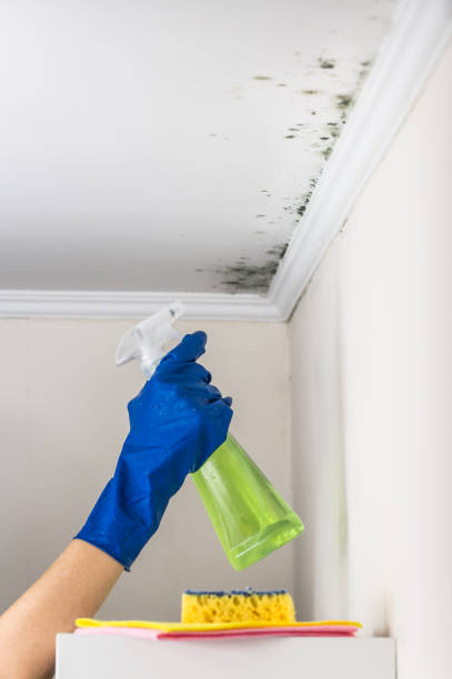 Best Commercial Mold Removal  in Avalon, PA