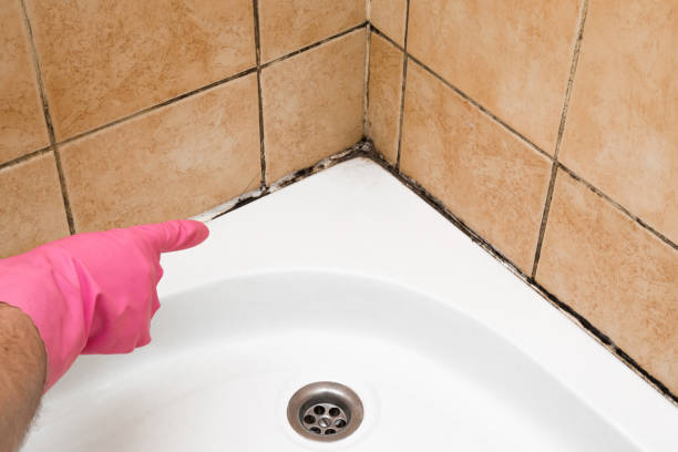 Best Commercial Mold Removal  in Avalon, PA