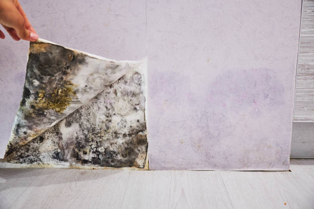 Best Professional Mold Removal  in Avalon, PA